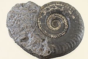Ammoniten 3490